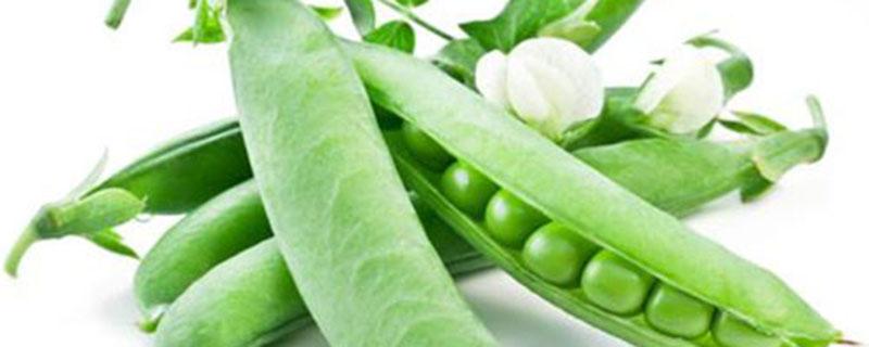 豌豆可以打豆浆喝吗