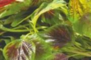 苋菜怎么吃最有营养 苋菜的营养价值