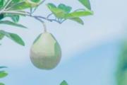 冰糖柚是什么 冰糖柚和沙田柚哪个好吃