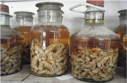 巴戟天泡酒适宜于肝肾不足所致的4巴戟天泡酒的适宜人群巴戟天20克,怀