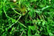 荠菜放冰箱里怎么保存 荠菜放冰箱冷冻一年还可以吃吗