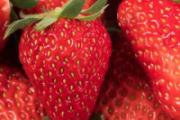 草莓吃多了会不会上火 草莓吃多了容易胖吗