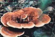 新鲜灵芝怎么洗 灵芝的价格是多少钱一斤