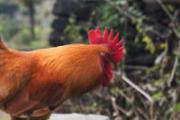 H7N9可以吃鸡吗 正确吃鸡不会染上H7N9禽流感