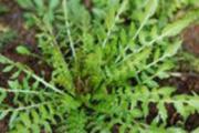 荠菜是什么菜