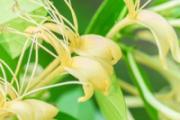 金银花泡水一般可以连续喝多久 金银花泡水喝多了有副作用吗