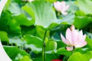 三伏天哪三伏 三伏天要注意什么