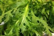 茼蒿可以生吃吗 茼蒿的吃法有哪些