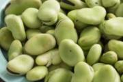 蚕豆病症状表现 蚕豆病吃了蚕豆会怎样