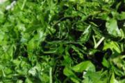 感冒咳嗽能吃香菜吗 怀孕可以吃香菜吗