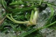 蒲公英哪四种人不能喝 蒲公英的作用和主治