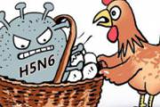 H5N6禽流感症状