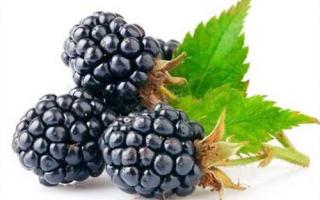 养肾的食物有哪些,养肾的食品,补肾吃什么食物