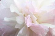 芙蓉花有什么功效 芙蓉花有哪些好处