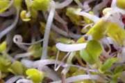常吃黄豆芽有什么好处 黄豆芽怎么选好