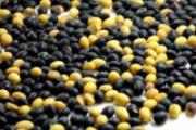 脱发可以吃什么食物好 四个方法让你头发不再掉