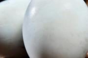 乌鸡蛋和普通鸡蛋的区别 乌鸡蛋一天吃几个为好