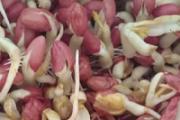 家庭水发花生芽的方法 如何快速在家发花生芽
