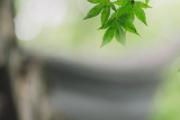 春分是立春吗 春分象征着什么