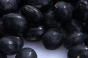 黑豆绿心的好还是黄心的好 黑豆可以打豆浆吗
