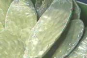 仙人掌的作用与功效及使用方法