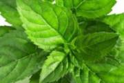薄荷茶的功效与作用