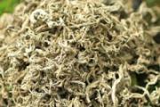 干艾草放卧室好不好 干艾草可以长期放在卧室吗
