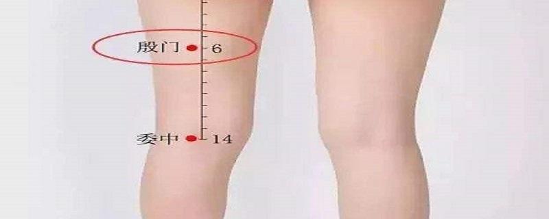 殷门怎么找准确位置图 殷门的作用与好处殷门