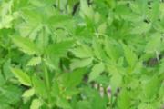 野芹菜有毒吗