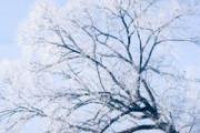 小雪和大雪节气吃什么 小雪可以腌制腊肉吗