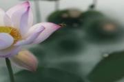 藕杆要撕皮吗 藕杆怎么去皮