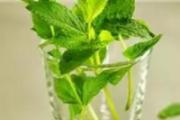 薄荷叶怎么泡水喝 薄荷叶和什么搭配泡茶好