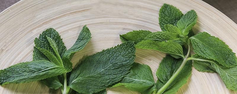 薄荷蜂蜜水怎么泡 薄荷蜂蜜水的功效