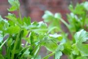 夏天吃什么野菜好 快来看看这五种野菜