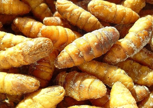 蚕 蛹是现在很多人非常喜欢吃的一种食材,里面含有非常丰富的蛋白质