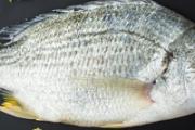 过年吃海鱼好吗 吃海鱼好还是淡水鱼好
