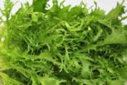 苦菜可以泡水喝吗 苦菜泡水喝有什么好处