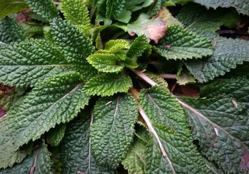 癞蛤蟆草的功效与作用