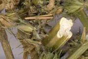 益母草治闭经吗 益母草怎么吃治闭经