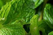 薄荷叶泡水高血压可以喝吗 薄荷叶会腹泻吗