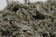 茵陈熬水需要煮多久 茵陈可以和红枣一起熬水喝吗
