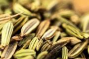 月经期间能吃小茴香吗 经期吃小茴香有什么好处