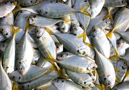 4孕妇怎样吃海鱼虽然海鱼有诸多好处,但为了胎儿5哪些海鱼孕妇不能吃