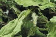 干薄荷叶的功效与作用 干薄荷叶的食用方式和注意事项