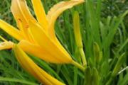 黄花菜有毒吗