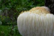 猴头菇的功效与作用及禁忌