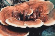 灵芝孢子粉和三七粉哪个效果好 三七粉和孢子粉相克吗