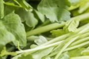 野芹菜能吃吗 毒芹吃了会怎样