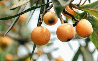 枇杷花的功效与作用 枇杷花煮水的功效 枇杷花怎么煮水止咳 乐哈健康网