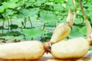 冬天多吃什么好 7种适合冬天滋补的食物
